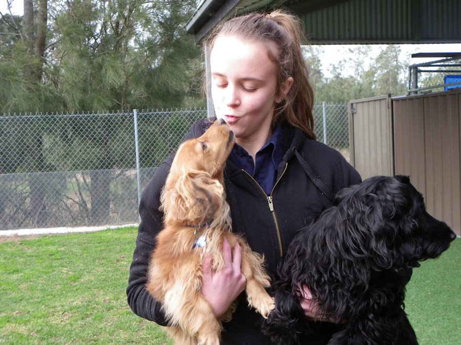 Paws a While Boarding Kennels Dog Boarding Kennels 267 Woodberry Rd