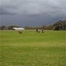Sunraysia Evergreen Turf - Pic 4