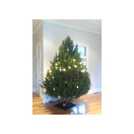 christmas tree man christmas trees decorations sydney christmas tree man christmas trees decorations sydney