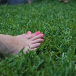 Sunraysia Evergreen Turf - Pic 6