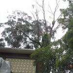 Woodstock Tree & Stump Removal - Pic 8