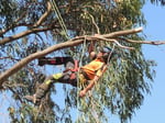 Branching Out Tree Care - Pic 9