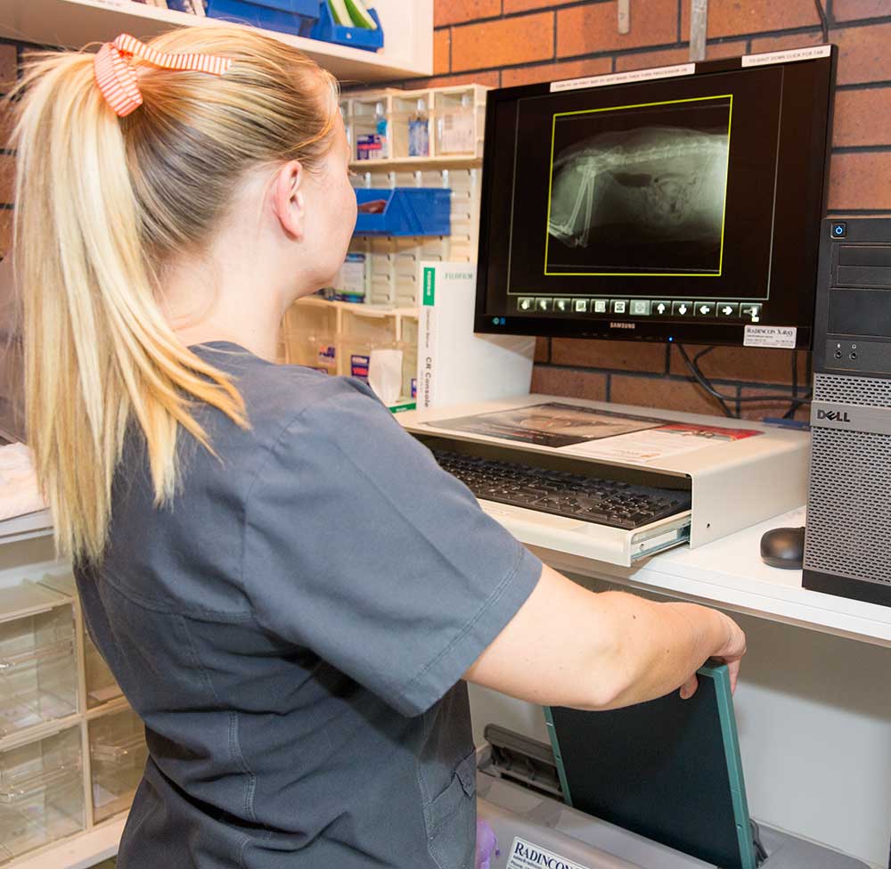 Brisbane Veterinary Specialist Centre (BVSC) Vet Cnr Old Northern and Keong Rds, Albany Creek
