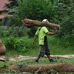 A Accurate Tree Services - Pic 6