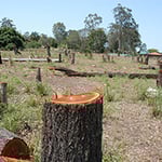 A Accurate Tree Services - Pic 5