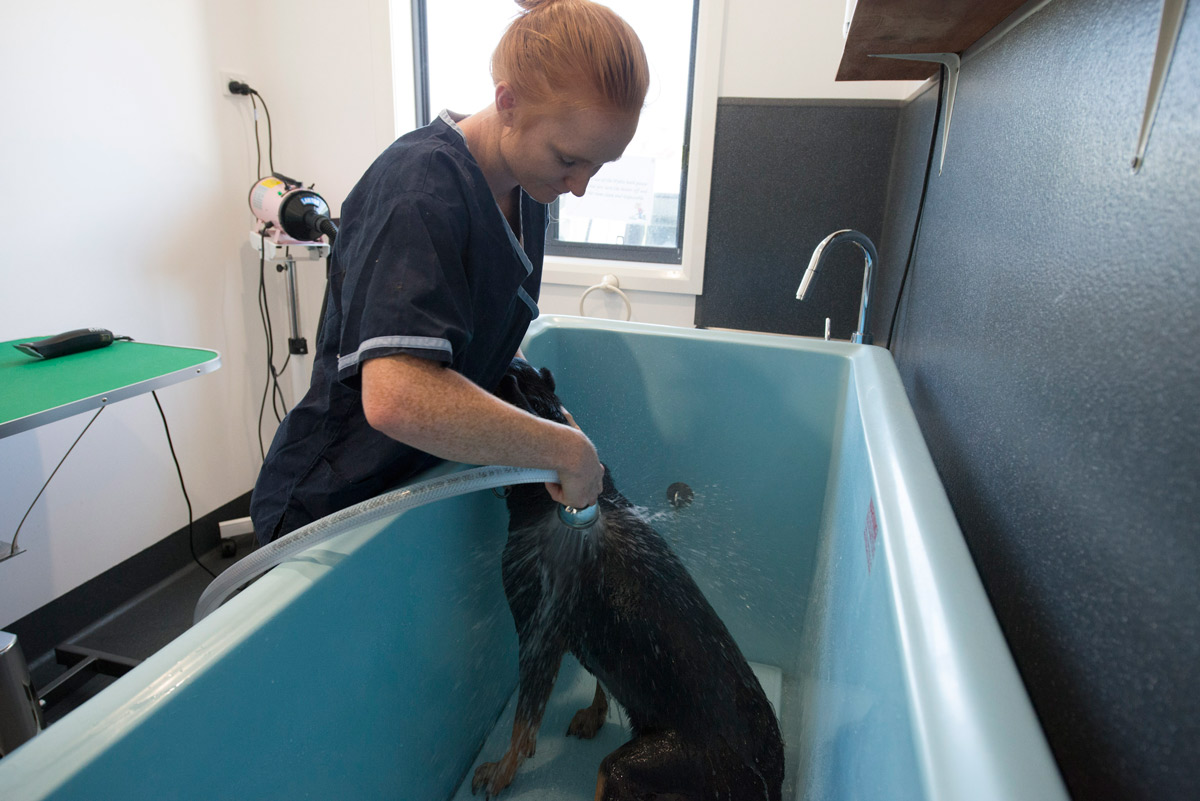Blue & White Veterinary Clinic - Vet Woolgoolga | Yellow Pages®
