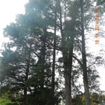 Woodstock Tree & Stump Removal - Pic 1
