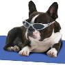 Pet Universe Vets - Pic 8