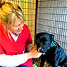 Marius Small Animal Veterinary Clinic - Pic 2