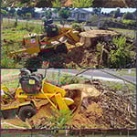 Rob's Tree Service - Pic 8