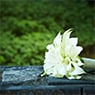 Dahl & Warhurst Funeral Directors - Pic 9