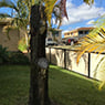 Active Tree Fellas - Pic 3