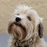 Maroondah Veterinary Clinic - Pic 6