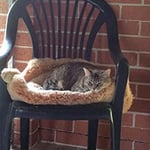 Glenhaven Boarding Cattery - Pic 9