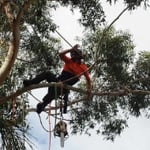 Branching Out Tree Care - Pic 1