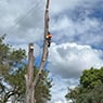 Harringtons Tree Services - Pic 3