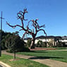Radial Tree Solutions - Pic 3