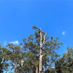 Micks Tree Worx - Pic 5
