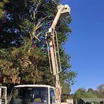 Rob Jamieson Tree & Stump Removal - Pic 4