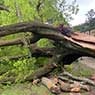 BSK Tree Services Pty Ltd - Pic 3