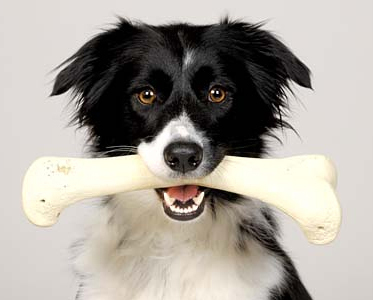 Dog Boarding Prices Adelaide Dog Boarding Prices Adelaide