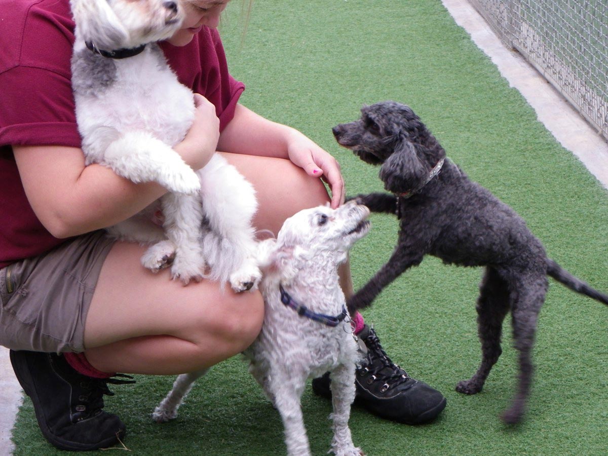 Paws a While Boarding Kennels Dog Boarding Kennels 267 Woodberry Rd