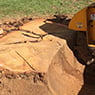 Albury Wodonga Tree & Stump Removal - Pic 4