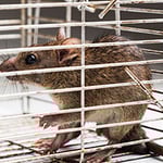 Ridley's Pest Control - Pic 6