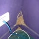 White Ant evidence