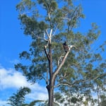 Micks Tree Worx - Pic 10