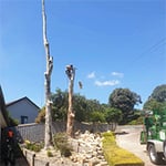 Rob's Tree Service - Pic 5