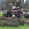 Redback Tree Services - Pic 8