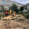 Harringtons Tree Services - Pic 7