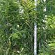 Plantation 2000 - Pic 3