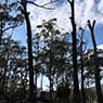 Dynamic Tree Works - Pic 10
