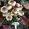Biota Group - Pic 10