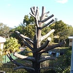 A Accurate Tree Services - Pic 2