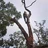 BSK Tree Services Pty Ltd - Pic 5