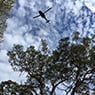 http://www.waratahprofessionaltreecare.com.au/