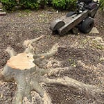 Central Coast Tree Removal - Pic 2