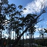 Dynamic Tree Works - Pic 8