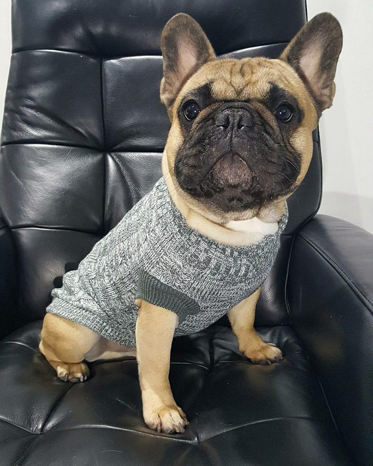 Wags 'N' Tails Dog & Cat Clipping & Grooming 136B Wellington St