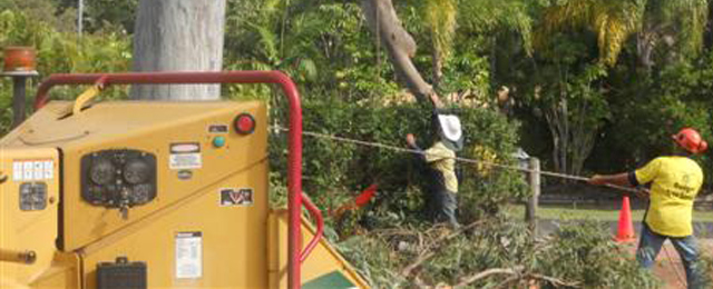 Budget Tree Service Qld All information about Service