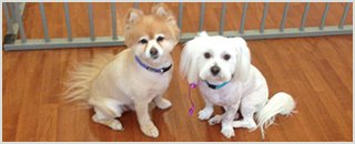New York Dog Wash - Promotion 1