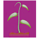 My Funeral Fund Australia Pty Ltd - logo