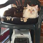 Glenhaven Boarding Cattery - Pic 5