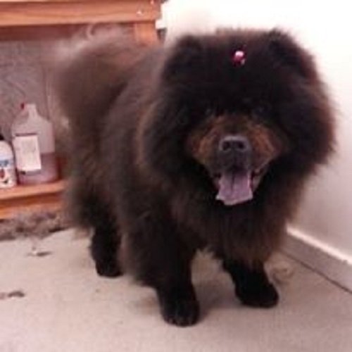 Mobile Dog Grooming Camden Mobile Dog Grooming Camden