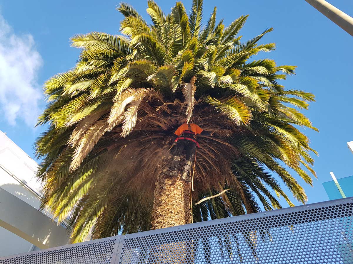 Trees 'R' Us Tree & Stump Removal Services Hobart