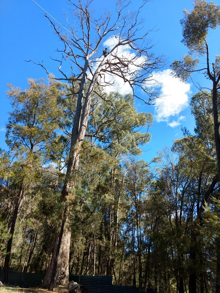 Rock Solid Tree Service Tree & Stump Removal Services Devonport