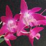 Fame Orchids - Pic 9